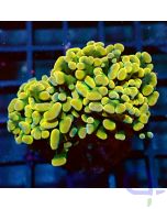 Euphyllia baliensis - Golden Nugget - Filter