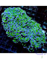 Euphyllia ancora - Bicolor Neon - Ansicht