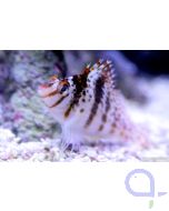 Cirrhitichthys falco - Falks Korallenwächter - Zwergkorallenwächter