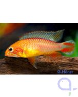 Apistogramma agassizii Fire Red - Zwergbuntbarsch