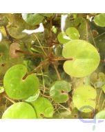 Hydrocharis morsus-ranae Froschbiss - Schwimmpflanze