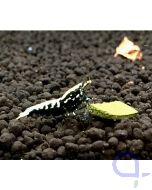 Skyfish Black Galaxy Fishbone, high grade - Caridina sp