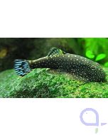 Kleiner Borneo Flossensauger - Pseudogastromyzon (Gastromyzon) ctenocephalus