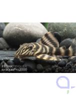 Gelber Zwergschilderwels - Panaqolus maccus 