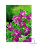 Geranium palustris - Sumpf-Storchschnabel