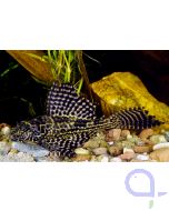 Waben Schilderwels - Glyptoperichthys gibbiceps