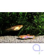 Endler Guppy - Ginga Rubra blond - Poecilia wingei Paar