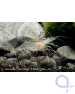 Glasgarnele - Macrobrachium lanchesteri
