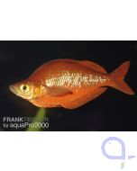 Lachsroter Regenbogenfisch - Glossolepis incisus 