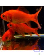 Goldfisch Chinesische Zuchtform Rot - Carassius auratus