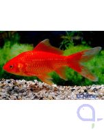 Goldfisch Rot-Orange - Carassius auratus