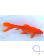 Goldfisch Comet rot - Carassius auratus