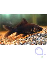 Schwarzer Goldfisch - Carassius auratus