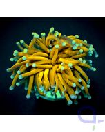 Euphyllia glabrescens "Golden Torch" - Fackelkoralle