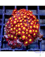 Goniopora - Red Yellow Center - Filter