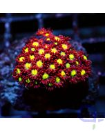 Goniopora - Yellow Red #RG94