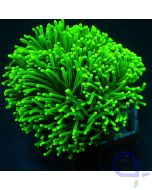 Euphyllia glabrescens "Green Torch"