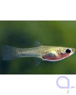 Guppy Weibchen Standard - Poecilia reticulata