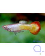 Guppy Männchen Flame - Poecilia reticulata