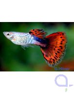 Guppy Männchen Cobra Rot - Poecilia reticulata
