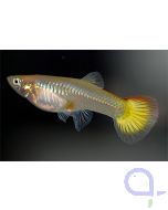 Guppy Weibchen Flame - Poecilia reticulata