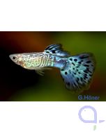Guppy Cobra Blau Männchen - Poecilia reticulata