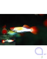 Guppy Koi Platinum - Poecilia reticulata - Paar