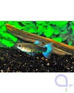 Guppy Weibchen Neon Blau - Poecilia reticulata