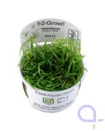 Helanthium tenellum 'Green' - Zwerg-Schwertpflanze 1-2-Grow