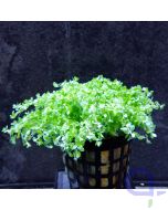 Hemianthus callitrochoides "cuba"