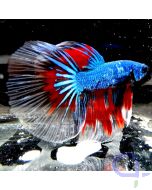 Kampffisch Glassfin HM "Multicolor" - Betta splendens