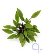 Cryptocoryne lutea hobbit - Kleiner Wasserkelch