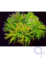 Euphyllia glabrescens - Holy Grail