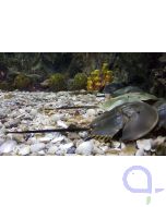 Limulus polyphemus - Atlantischer Pfeilschwanzkrebs