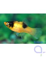 Platy Calico blau-rot - Xiphophorus maculatus