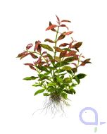 Hygrophila polysperma Sunset - Wasserfreund