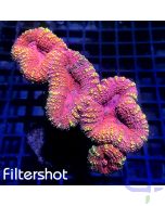 Lobophyllia - Premium Pinky Pink #RG55