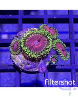 Zoanthus - Fake Chilli - Filtershot