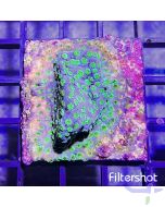 Echinopora- Green Eye - Filtershot