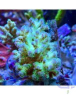 Pocillopora Tricolor L #19