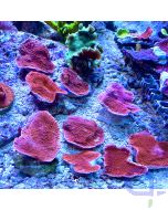 Montipora foliosa Platte Rot