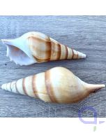 Schneckenhaus Spindelschnecke - Rostellariella martinii 