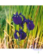 Iris kaempferi - Japanische Sumpfschwertlilie Lila