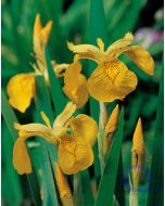 Iris pseudacorus - Sumpf Schwertlilie - Gelb