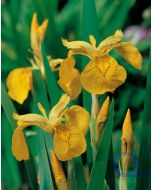 Iris pseudacorus - Gelbe Sumpf Schwertlilie XL 18x18 cm