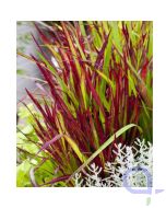Imperata cylindrica - Japanisches Blutgras - Red Baron