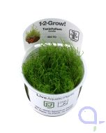 Taxiphyllum barbieri - Javamoos - 1-2 Grow