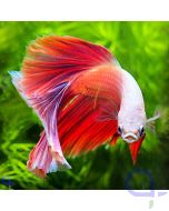 Kampffisch Pink/Rosa Halfmoon - Betta splendens