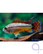 Kakadu-Zwergbuntbuntbarsch doppelrot - Apistogramma cacatuoides