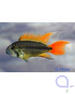 Kakadu-Zwergbuntbuntbarsch Orange Flash - Apistogramma cacatuoides